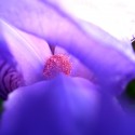 Ukážka z obrázkov v albume Kvety (moje foto)