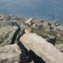 Zaujímavé zvieratko vyskytujúce sa v Severnej Amerike, Colorado- Pika