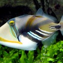 Lagoon triggerfish