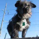 My little big love Black Jack.