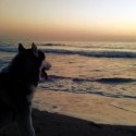 aj moje psy si uzivaju západy slnka primori (častejšieakojabtw :()