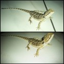 Gucci :)