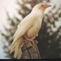 Corvus Corax - albin