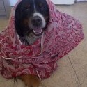 Pacient sa oproti včerajšku už škerí, čo je úspech :) dokonca sme sa minútu prechádzali :)
Babka rozprávkarka, zababušený pretože som vetrala, ale zjavne sa mu to aj páči :)