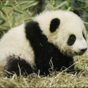 Panda....:D juuuuj taká je pekná...:)