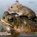 Obrázok