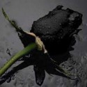 black rose