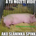 Ukážka z obrázkov v albume vselico