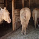 Blondiny :D Lily, Story a Celine