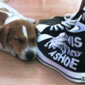 Ozzy with my converse :)