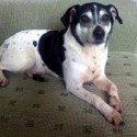 Roxy bol 7 rocny psik, ked som ho doviezla domov z  utulku. Bol voci ludom bojazlivy, voci zvieratkam utocny, bez akychkolvek socialnych navykov, a absolutne neovladatelny. Dnes je z neho maznavy macik :)