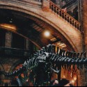 Dino...
