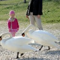 Labuťky, dievčatko a jeho odseknutá mamička