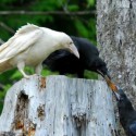 Corvus Corax