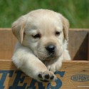 puppyy :D