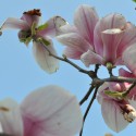 Ukážka z obrázkov v albume flora