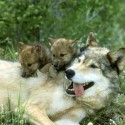 Grey wolf with pupps