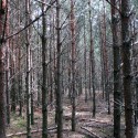 Fake plastic trees