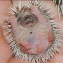 Narodil sa ježko.
