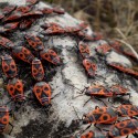 Pyrrhocoris apterus - cifruša bezkrídla