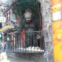 taka smiesna gorila co ošťavala ludi :D