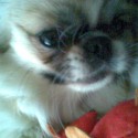 sofca