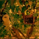 Pod stromom:)