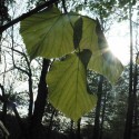 sun