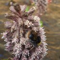 čmeliak zemný - bombus terrestris