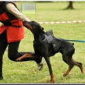 Ukážka z obrázkov v albume My dobermann APOLDA :)