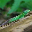 Jašterica krátkohlavá stredoeurópska - Lacerta agilis agilis - samček