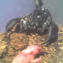 predator vs votrelec