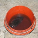neco cudne co chytali pri mole