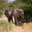 DAMARALAND - filmár a fotograf Miro Pokorný Vás pozýva na Foto Safari do najfotogenickejšej krajiny sveta - viac info na: http://www.offroadtours.sk/fotosafari.html (Foto: Julo Nagy Namíbia/2008)