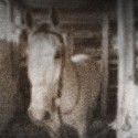 Ukážka z obrázkov v albume Spomienky na kone
