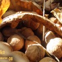 Obrázok