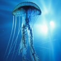 Electric jellyfish