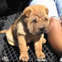 malunký shar-pei, také chcem :)