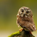 Ukážka z obrázkov v albume Owls