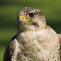 Falco cherrung