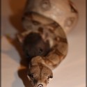 Boa Constrictor 0.1 - Montana