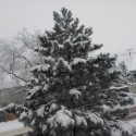 Stromček že brrrrrrr II. :D