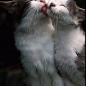 miau :)