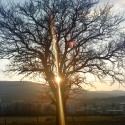 tree of life