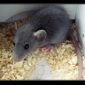 moje novéé maléé ňuňuuuu ♥ :-*
