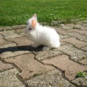 Zajko :)