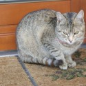 CICKA MICKA