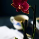 orchidea