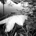 leaf ..fly:)