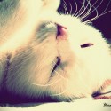 my beloved cat <3